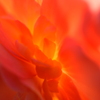 花びら