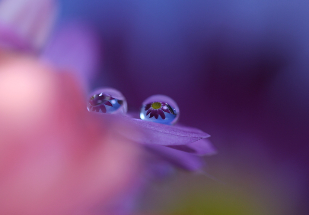 心海ＤＲＯＰＳ・・・菊（甘い夢）