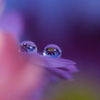 心海ＤＲＯＰＳ・・・菊（甘い夢）