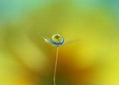 水中花