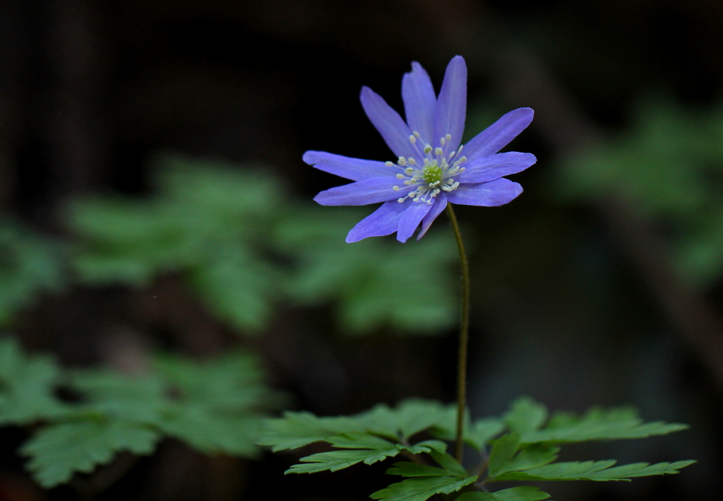 山野草  (キクザキイチゲ)
