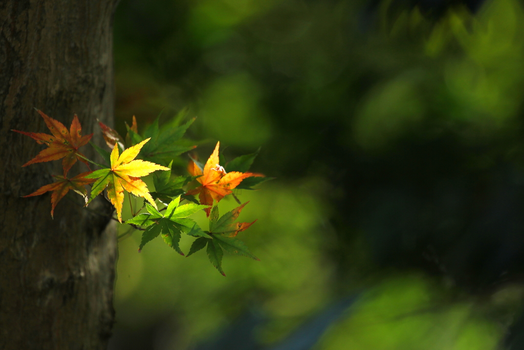 順番待ち？紅葉