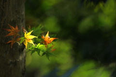 順番待ち？紅葉