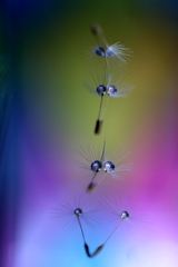 心海DROPS・・・虹の彼方へと~♪