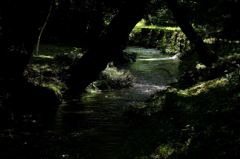 森の中、小川のせせらぎ