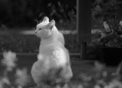 野良の仲間は言うんだ・・・幸せな猫だと。