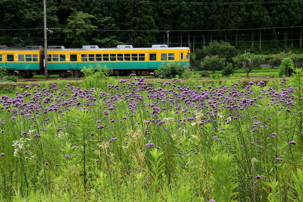 ヤナギハナガサの花を見ながら～カボチャ電車君がゆく～♪