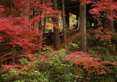 紅葉（祈りの石段）