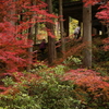 紅葉（祈りの石段）