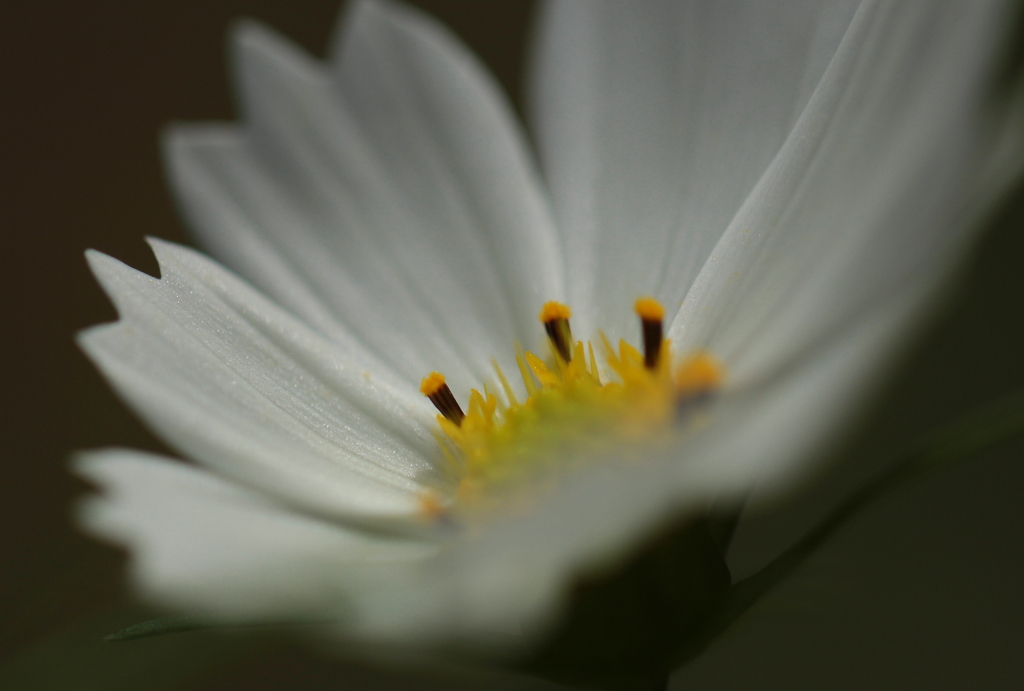 秋桜