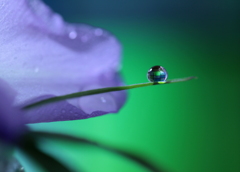 主題（表現の自由）