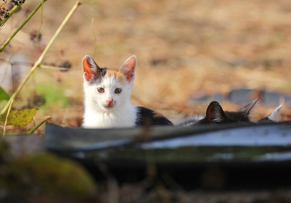 ボクも仲間に入れて～！