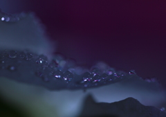 ビオラの花びらに付いた小さな雫