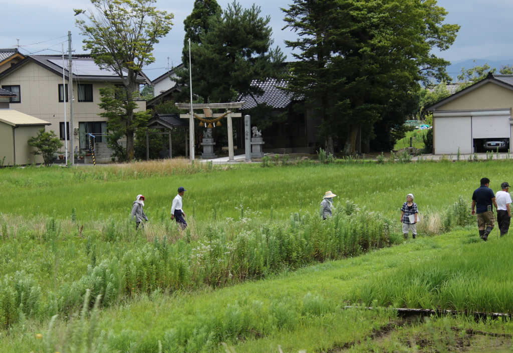 青田回り