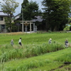 青田回り
