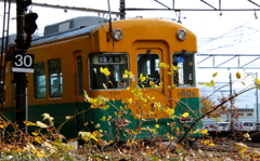 かぼちゃ君～♪