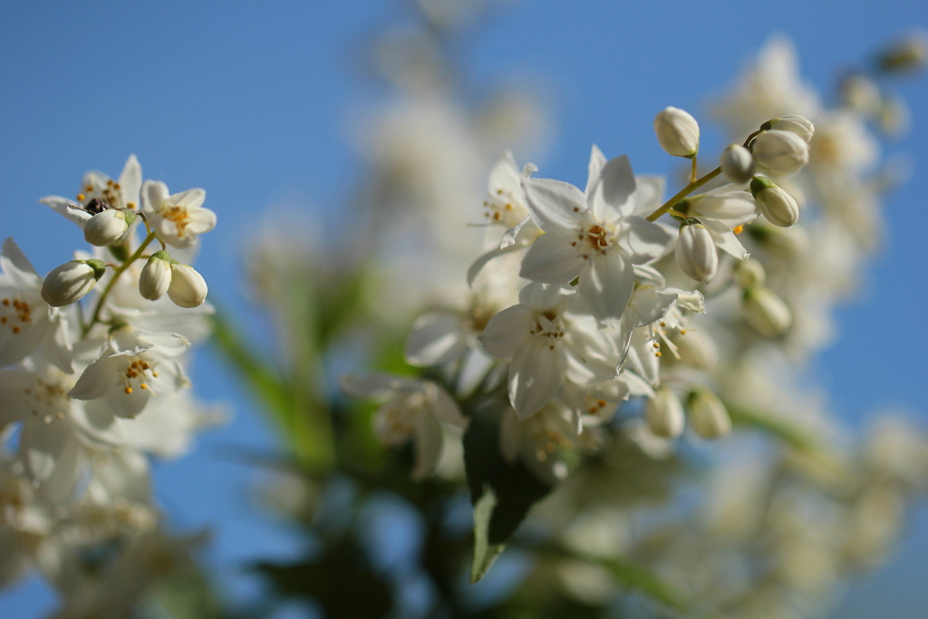 卯の花が咲いたよ