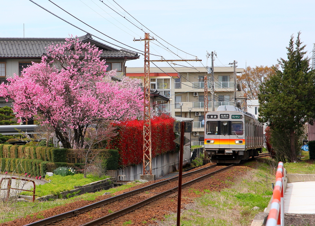 花の色～風に乗せて♪（電車に乗せて）