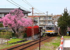 花の色～風に乗せて♪（電車に乗せて）