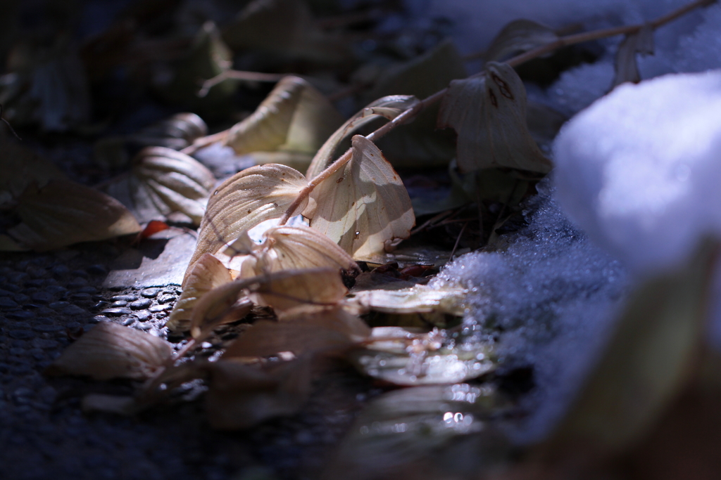 陽の当たる場所