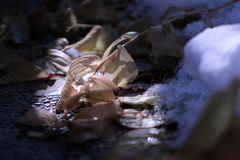 陽の当たる場所