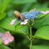 紫陽花とカタツムリ