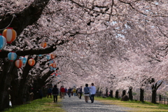 満開桜