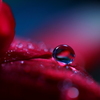 心海ＤＲＯＰＳ