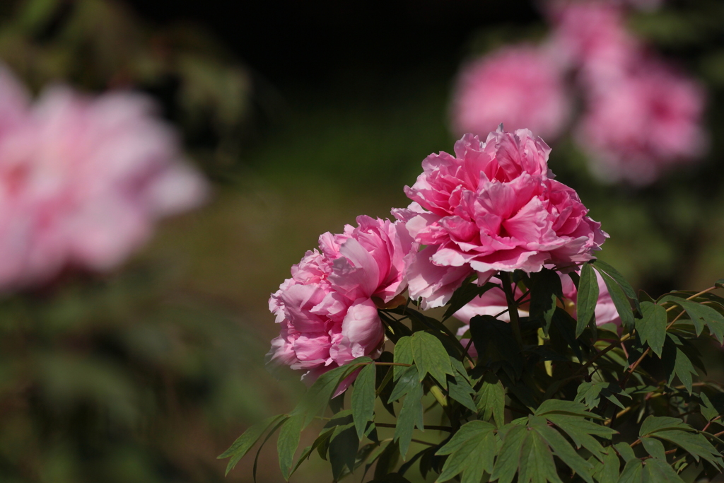 牡丹の花が満開です