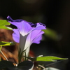 朝顔