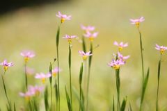 小さなピンク花