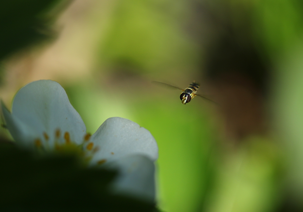 ブ～ンがきた（ハナアブくん）