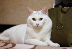 キャッツアイ