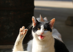 ネズミ捕りにかかった猫ちゃん手をあげて！