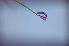 おとぎ話の中の雫のように