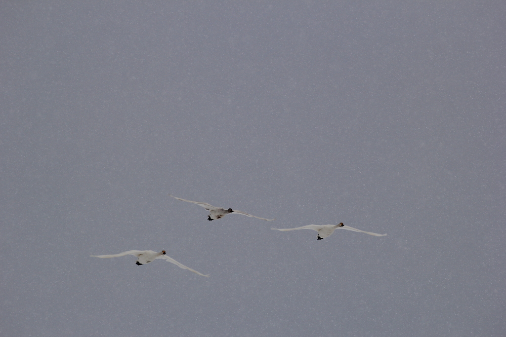 目の前を飛ぶ白鳥に・・嬉しい