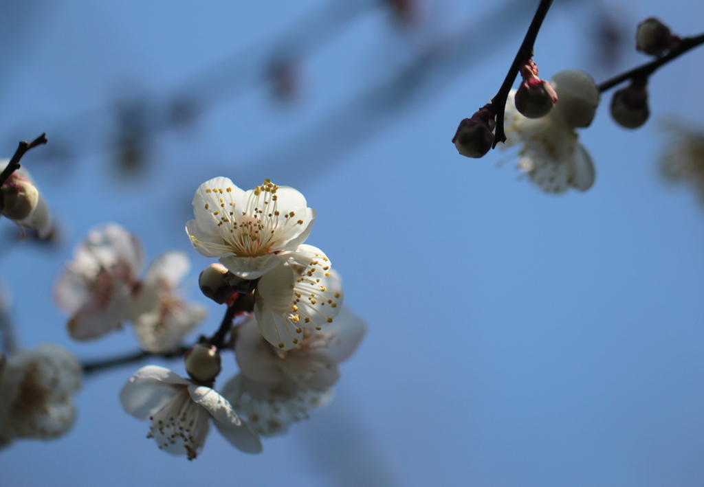 青空に歌えば♪