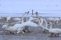 雪降る中の白鳥たち