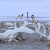 雪降る中の白鳥たち