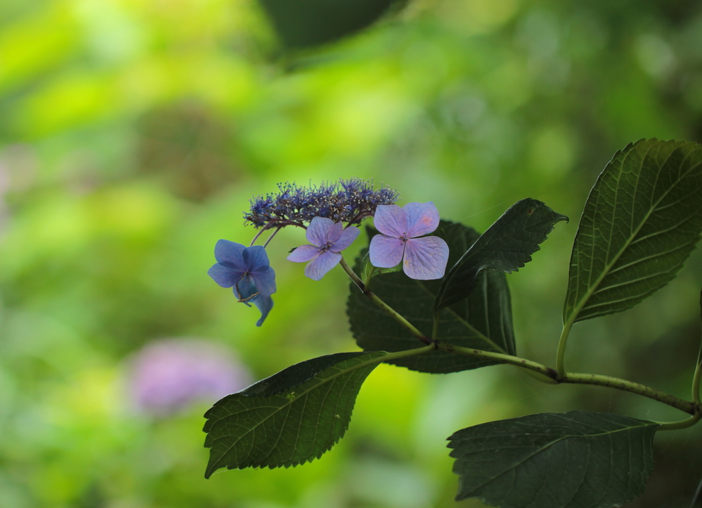 紫陽花