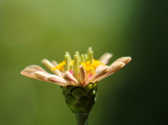 あの蕾が開きました