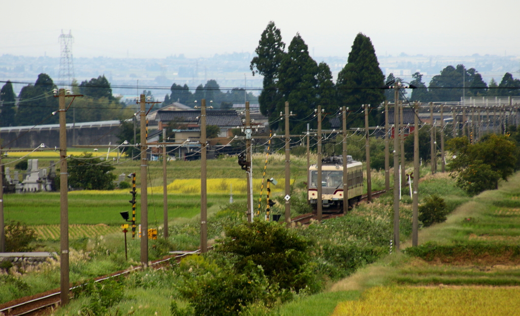 ダイコン君が行く～♪