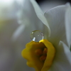 心海ＤＲＯＰＳ　9
