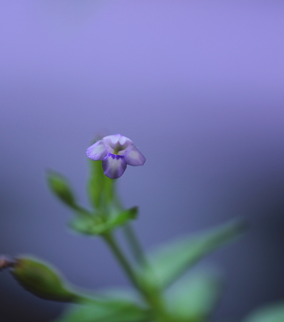 小さな花