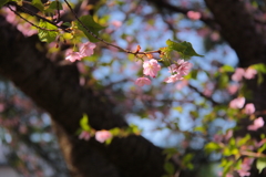 河津桜