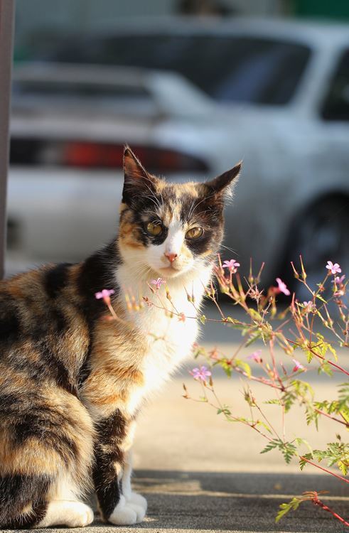 ここはボクの縄張り