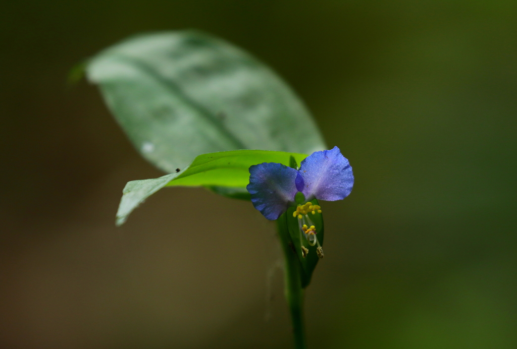 つゆ草