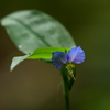 つゆ草