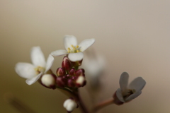 白い小さな花