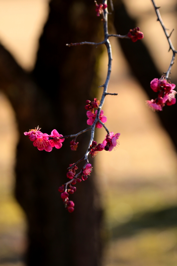 梅の花　2